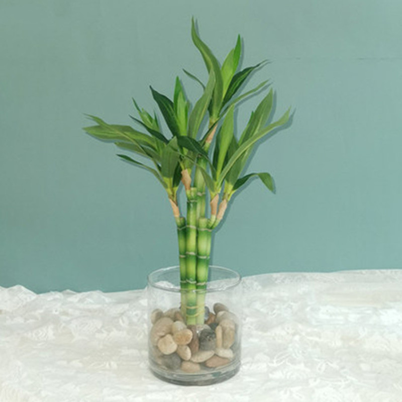 Nova Planta Artificial de Bamb - Echeveria Succulent avaliação e preço