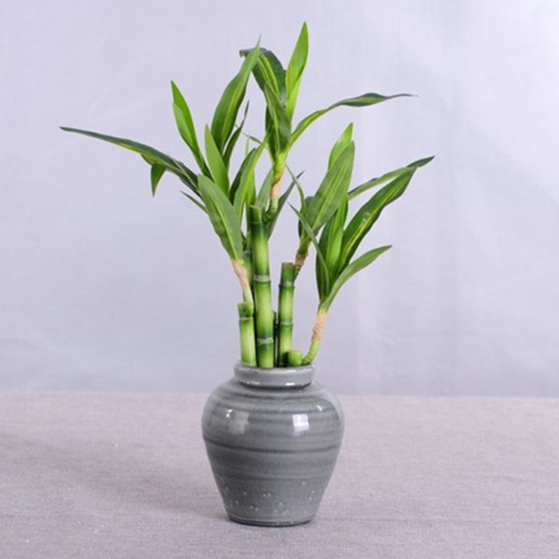 Nova Planta Artificial de Bamb - Echeveria Succulent avaliação e preço
