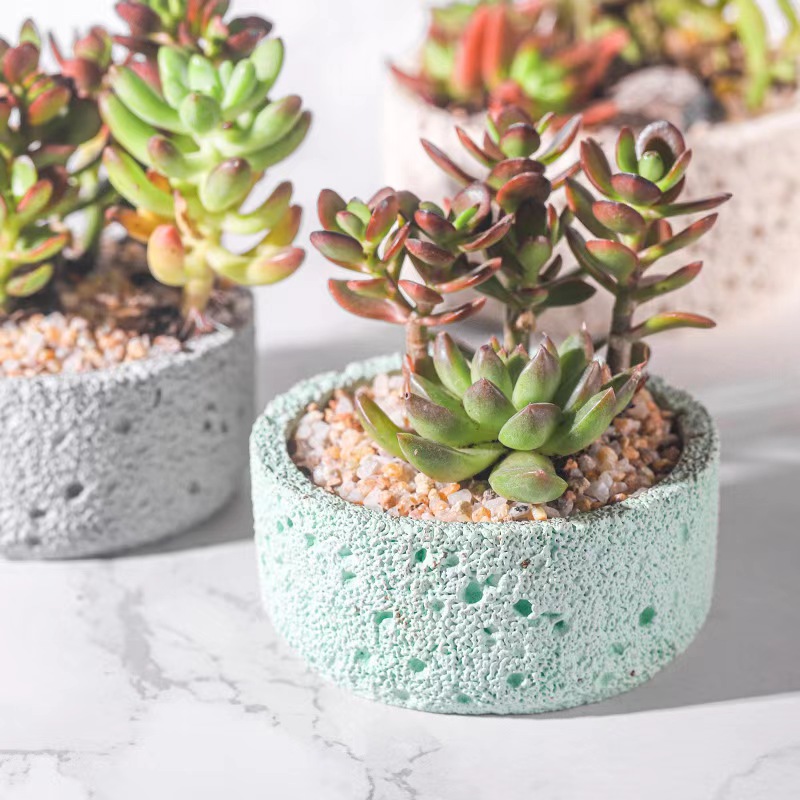 Vaso de cimento nórdico, pedra - Echeveria Succulent avaliação e preço