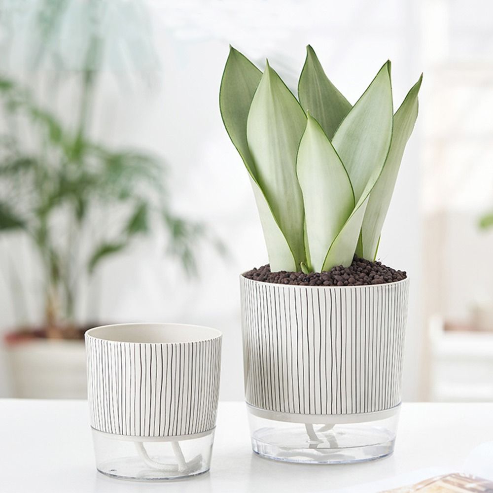 Vaso Transparente Autoirrigáve - Aloe Vera Pot avaliação e preço